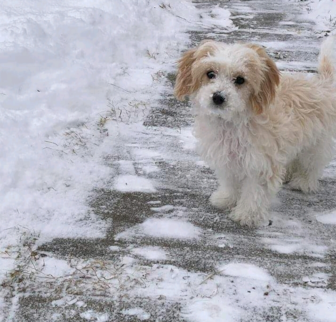 Butterscotch, formerly Vince Cavachon puppy Butterscotch, formerly Vince Cavachon puppy