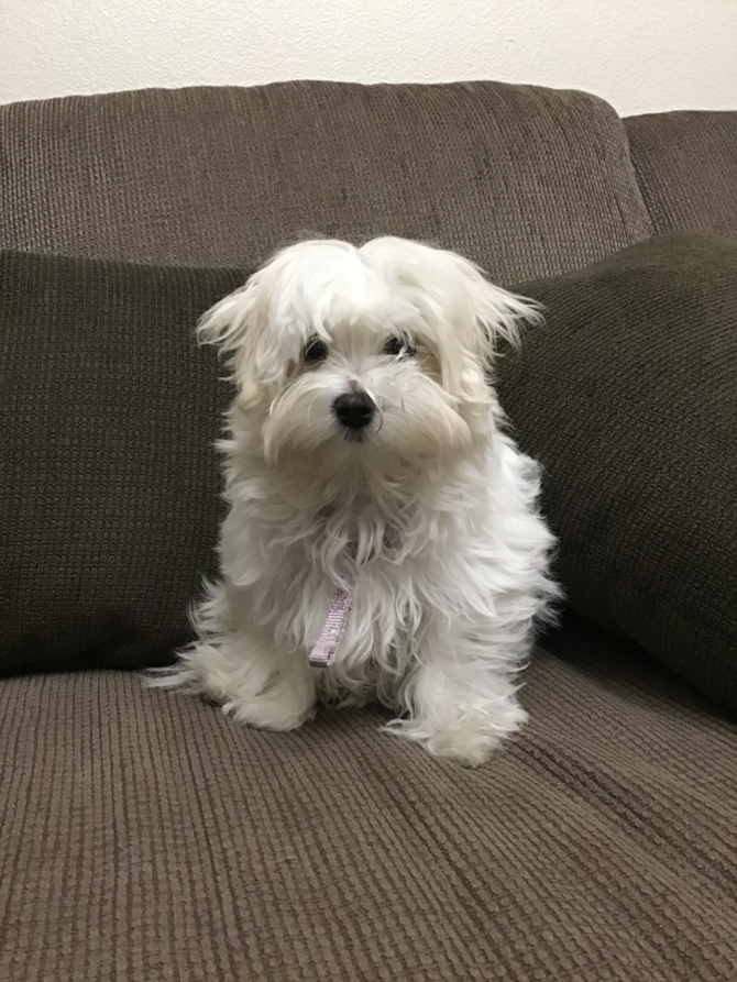 Tia