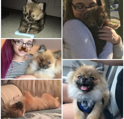 Milo (was Napoleon)