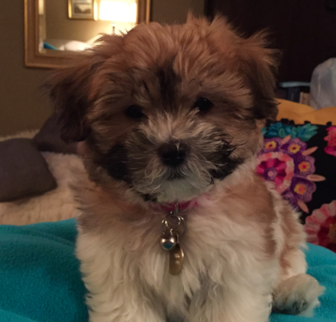 Peanut Butter Teddy Bear puppy Peanut Butter Teddy Bear puppy