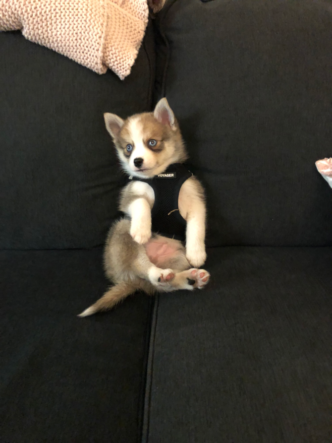 Luka