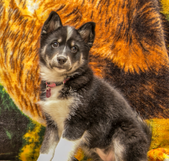 Siri (Formerly Shelby) Pomsky puppy Siri (Formerly Shelby) Pomsky puppy