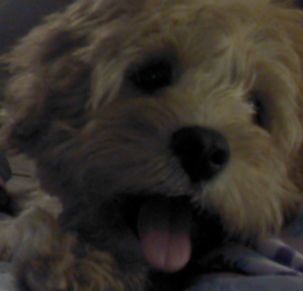 Storm Cavapoo puppy Storm Cavapoo puppy