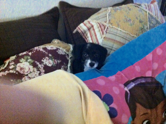 Buddy