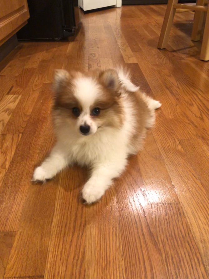 Toby