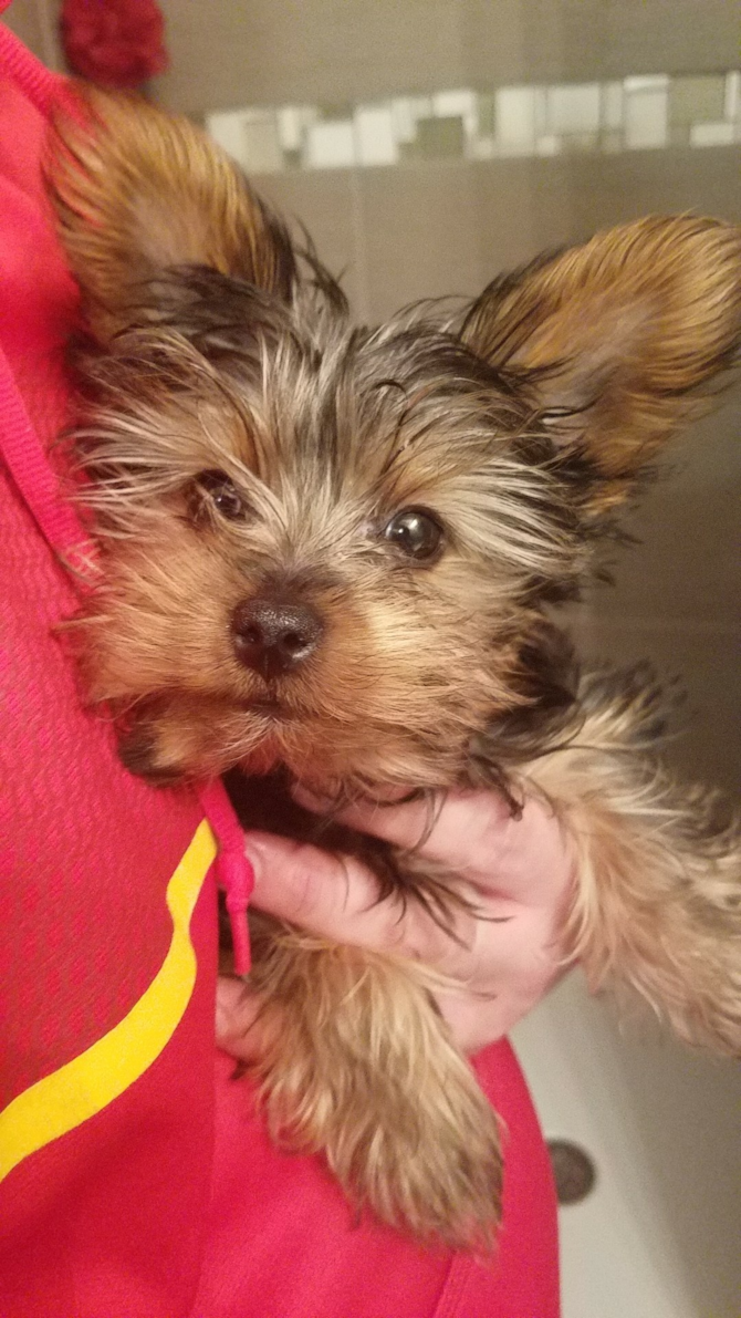 Bucky (formerly Joey)