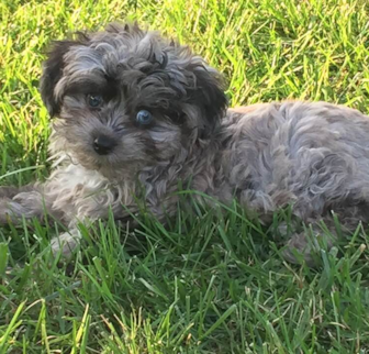 Oscar (formerly known as Nico) Mini Aussiedoodle puppy Oscar (formerly known as Nico) Mini Aussiedoodle puppy