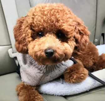 Freddie Boom Boom AKA Zak Poodle puppy Freddie Boom Boom AKA Zak Poodle puppy
