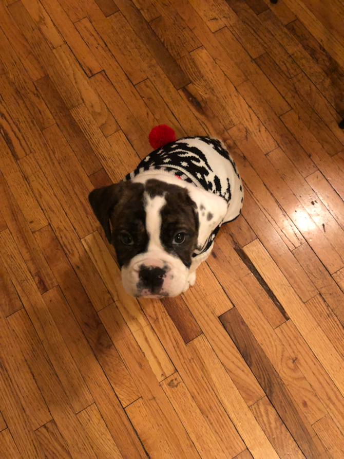 Roscoe (formally known as Diesel)