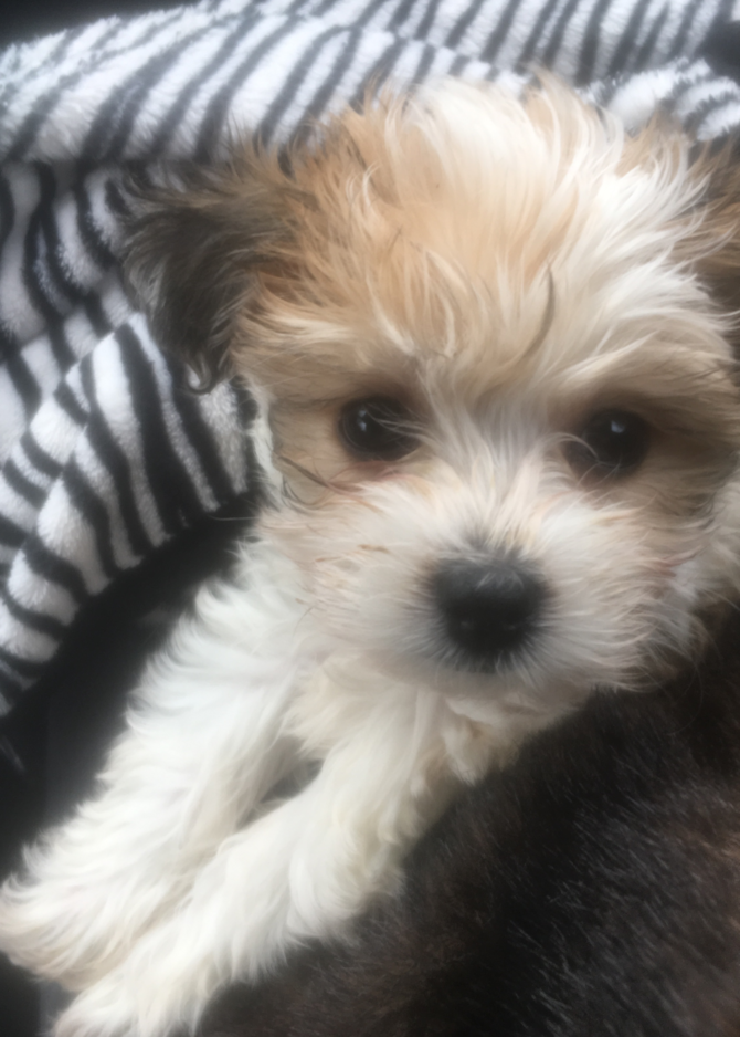 Nola (was known as Muffin)
