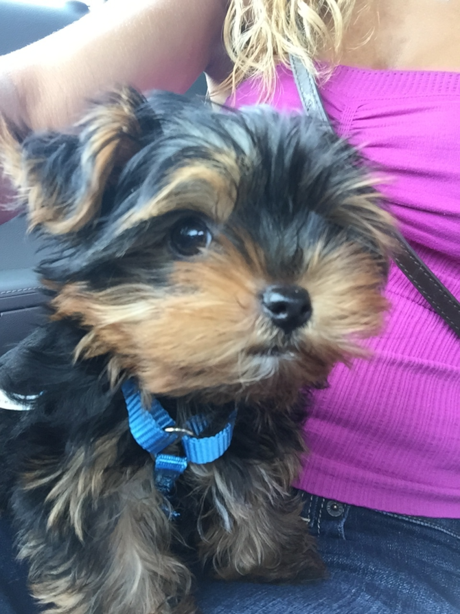 Louie