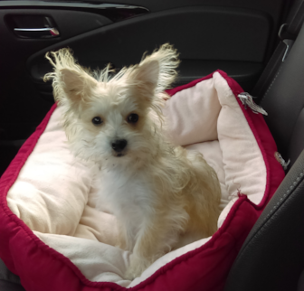 PA Morkie puppy PA Morkie puppy