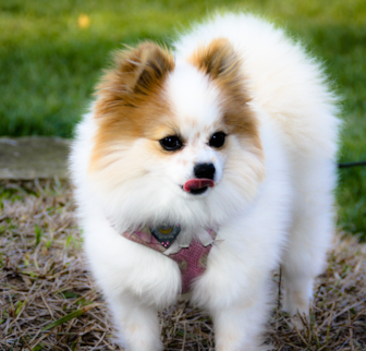 Zoey Pomeranian puppy Zoey Pomeranian puppy