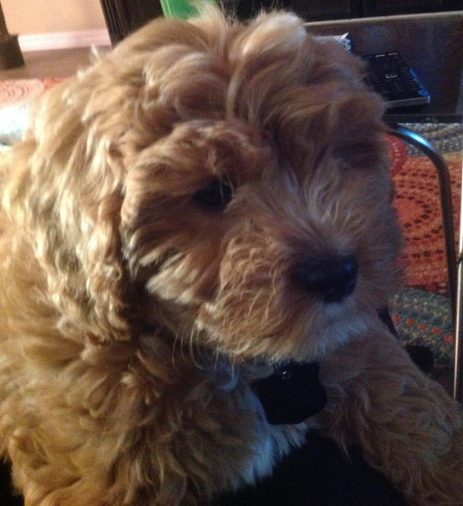 Bo (formerly Olly)