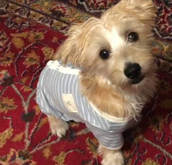 Fenris aka Jorah Morkie puppy Fenris aka Jorah Morkie puppy