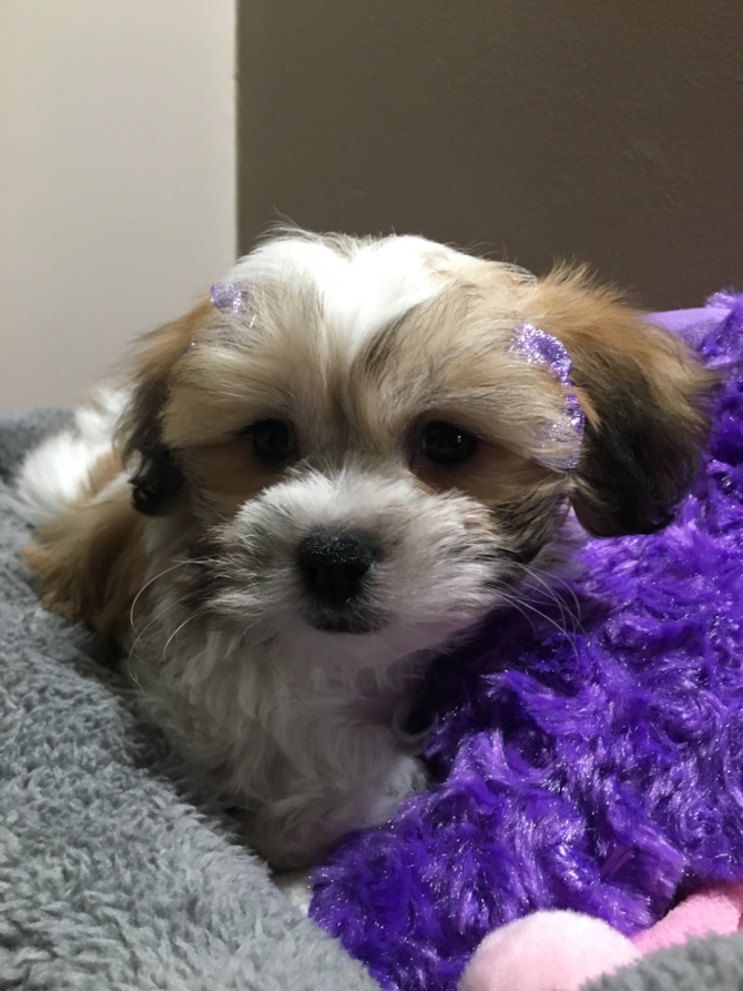 Mia