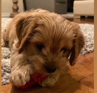 Sayge (formerly Verona) Cavapoo puppy Sayge (formerly Verona) Cavapoo puppy