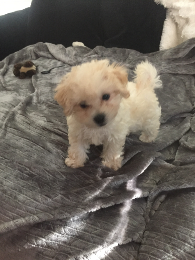 Barkley (Matthew)