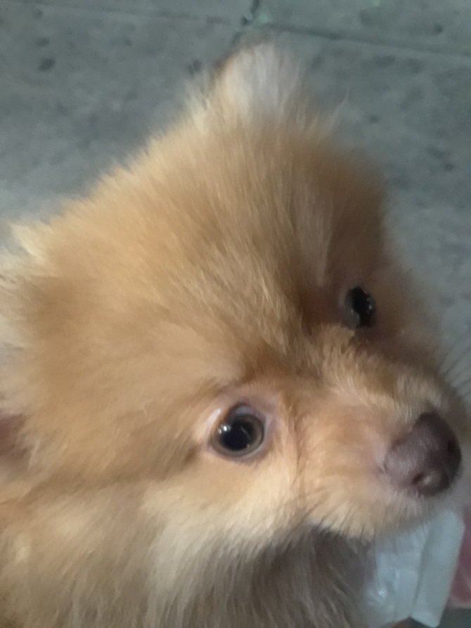 Harley originally Pricilla