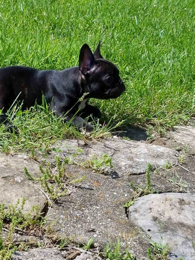 Isabella