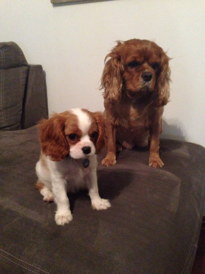 Violet &Dahlia