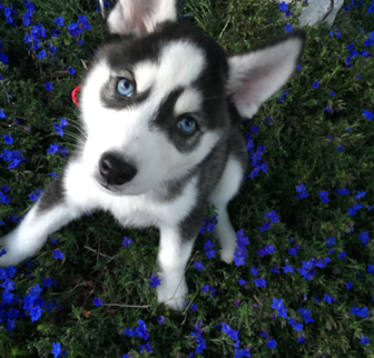 Breeder name: Moss, Our name: Koda Pomsky puppy Breeder name: Moss, Our name: Koda Pomsky puppy