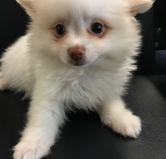 Blueberry Pomeranian puppy Blueberry Pomeranian puppy