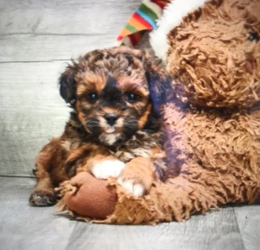 Premier Pups Reviews Premier Pups Customer Testimonials pg