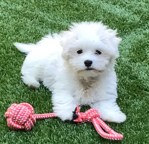 Premier Pups Reviews Premier Pups Customer Testimonials pg