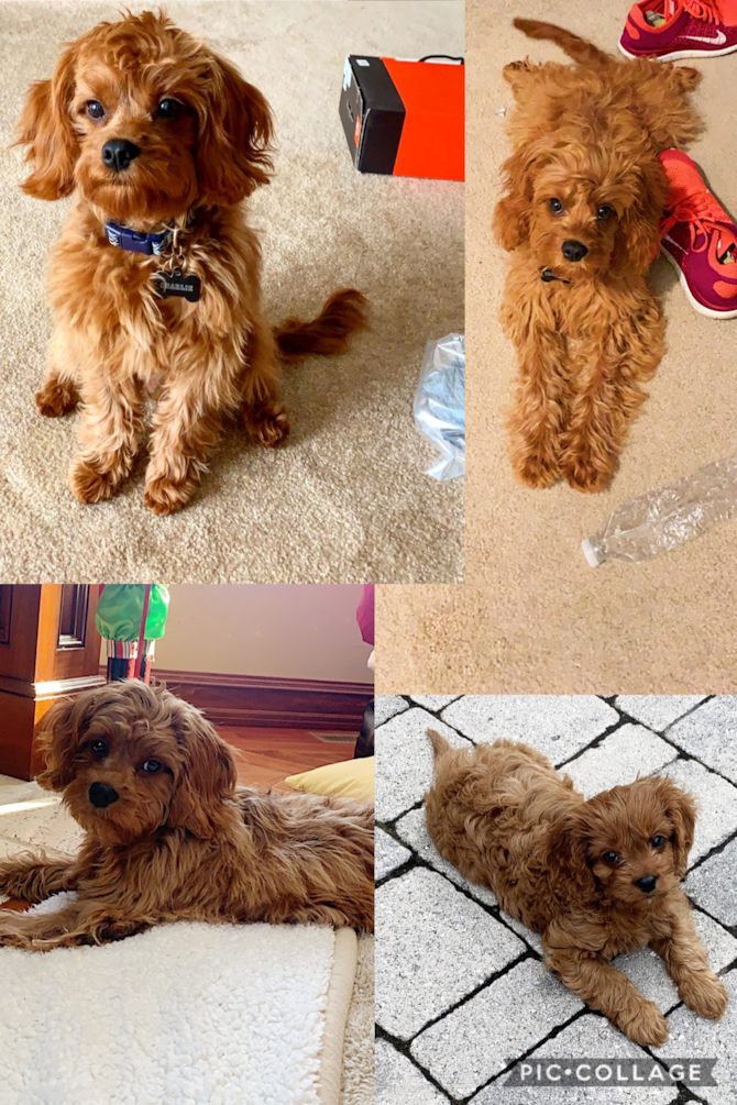 Charlie