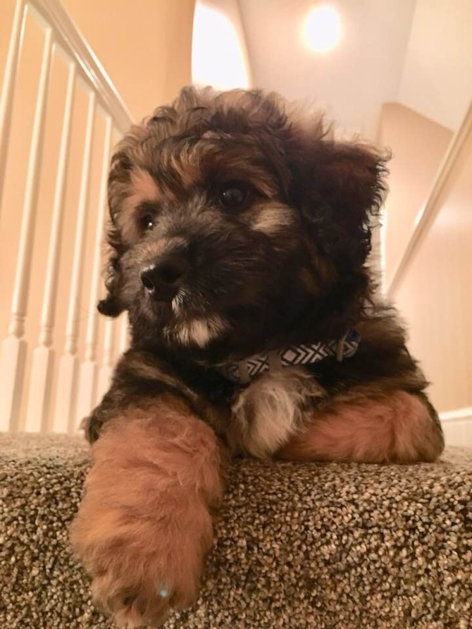 Loki formally known as Benson