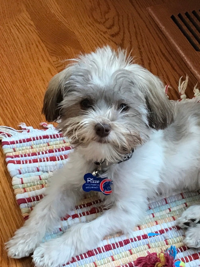 Rizzo (formerly, Buck)