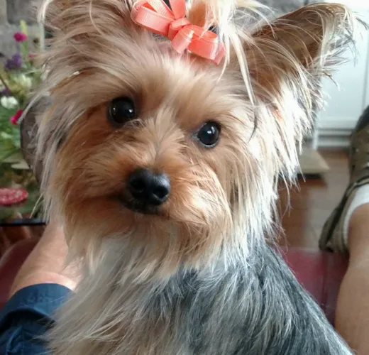 Snowflake (Bella)