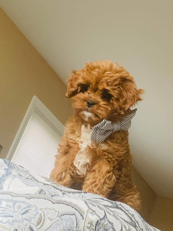 Chewy formerly Luke