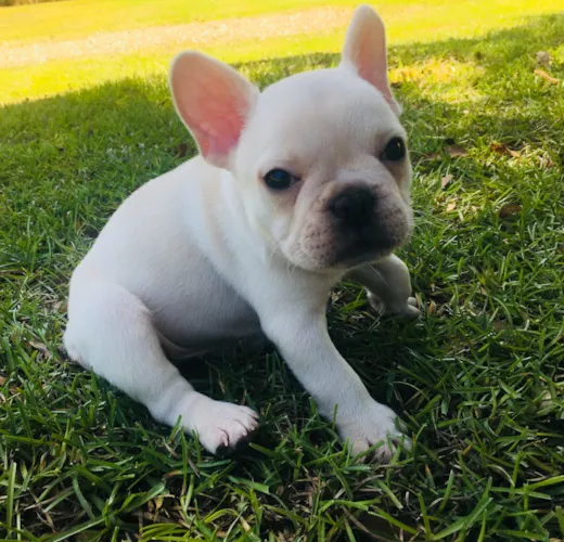 French Bulldogs For sale