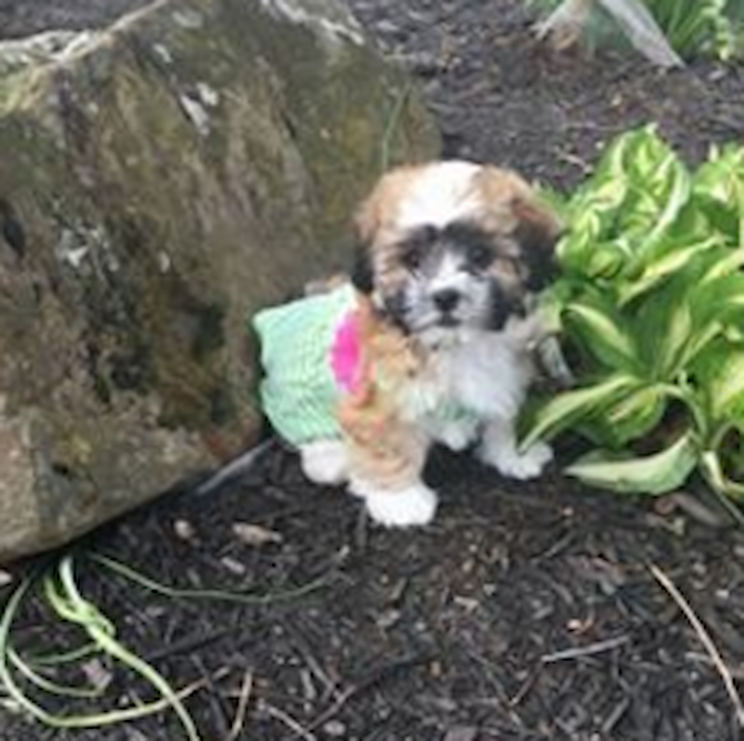 Daisy
