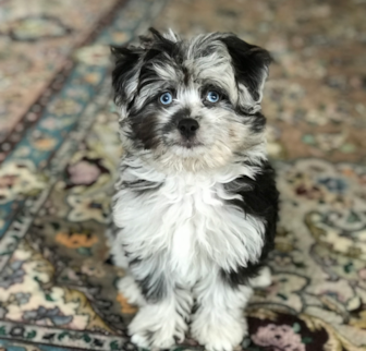 Nico Mini Aussiedoodle puppy Nico Mini Aussiedoodle puppy