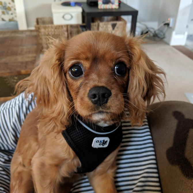 Rosie