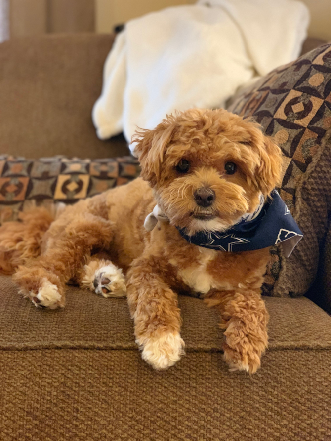 Zeke