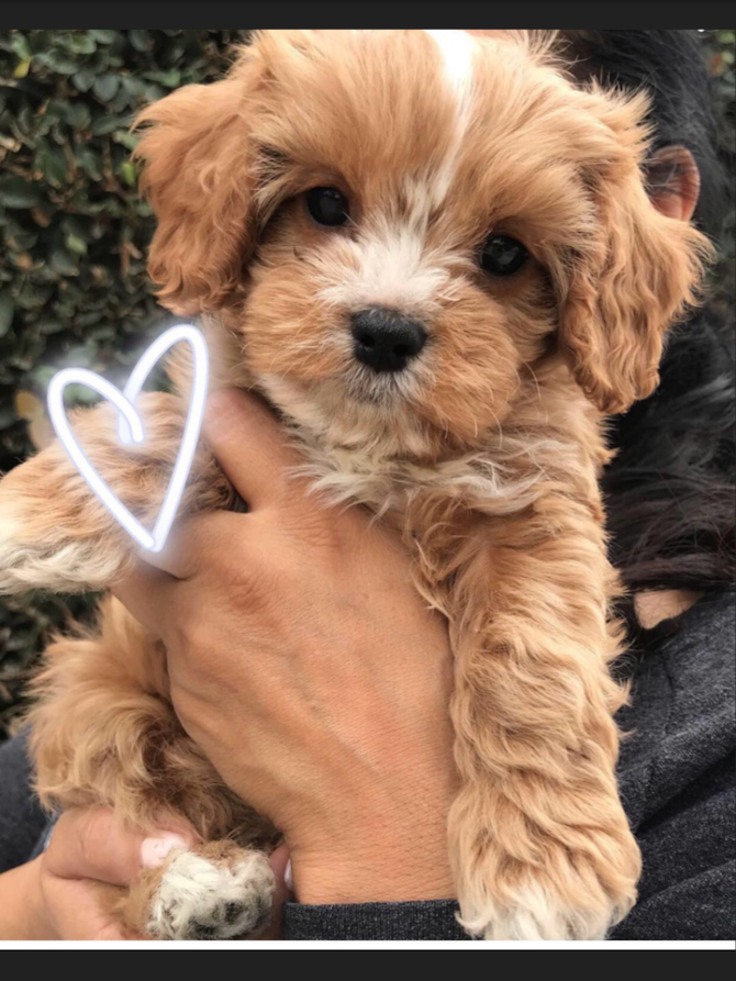 Cooper