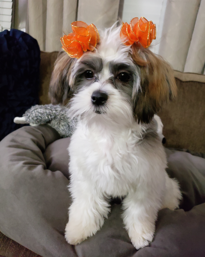 Bailey