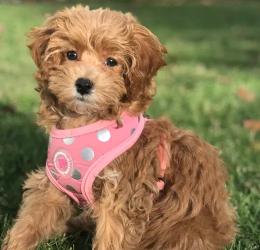 Beatrice “Finley”