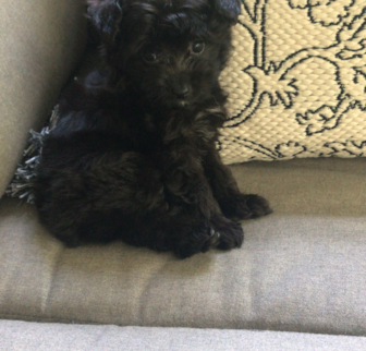 Morgan Flinner Mini Aussiedoodle puppy Morgan Flinner Mini Aussiedoodle puppy