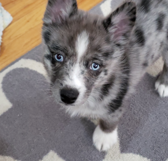 Harper (formerly Alyssa) Pomsky puppy Harper (formerly Alyssa) Pomsky puppy