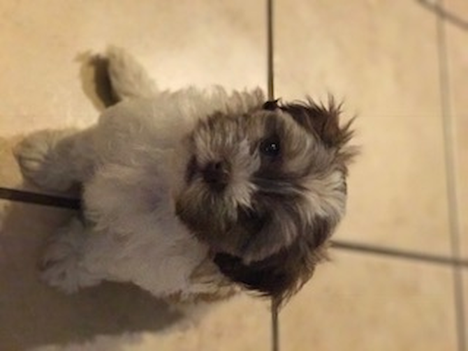 Yoda (formerly Brutus)