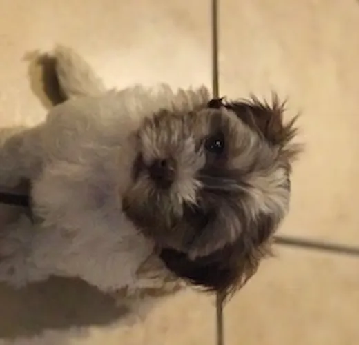 Premier Pups Reviews Premier Pups Customer Testimonials pg