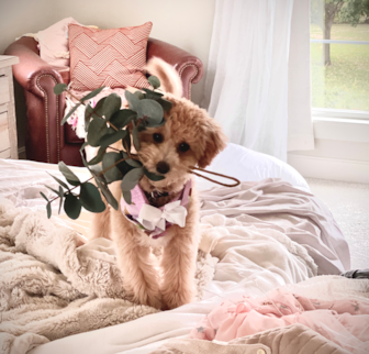Goldie Poochon puppy Goldie Poochon puppy