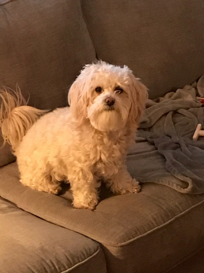Sugar (Formerly Fallon)