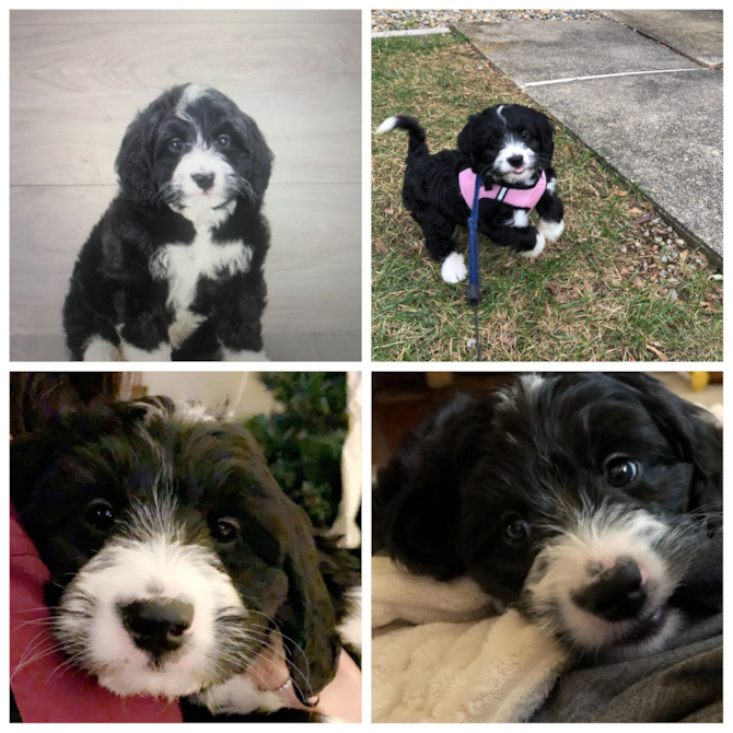 Sadie (previously manda)