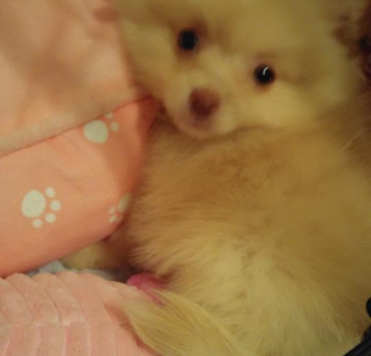 Sarang (Cream) Pomeranian puppy Sarang (Cream) Pomeranian puppy